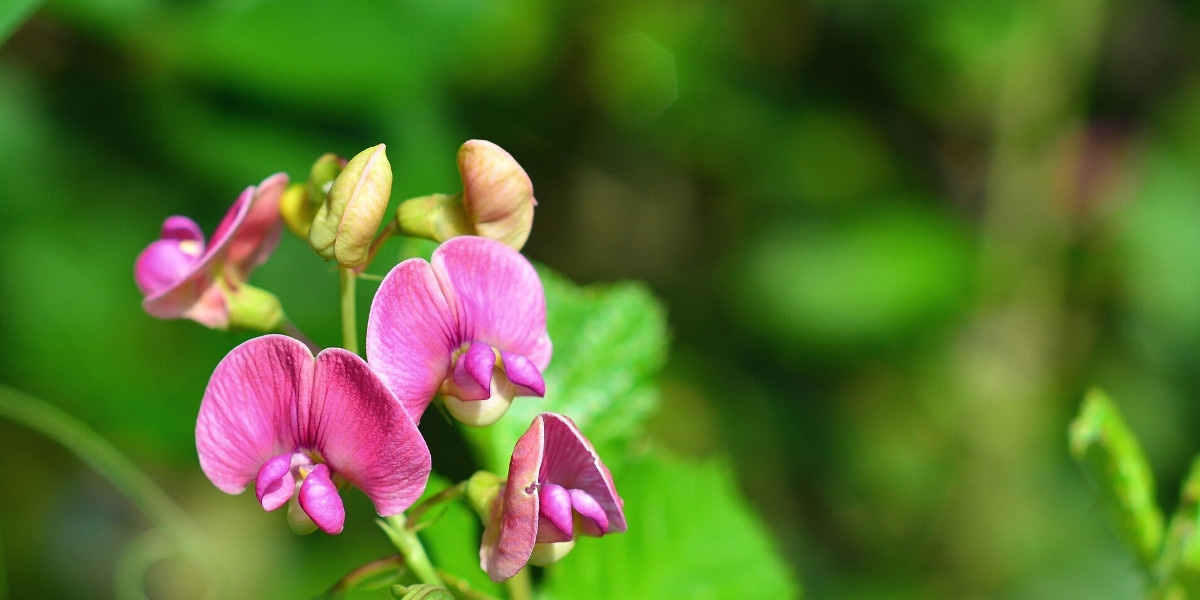 Lathyrus : planter, cultiver et entretenir