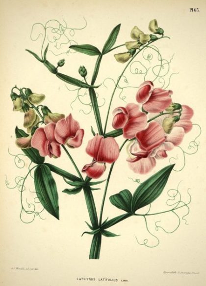 Planche botanique représentant le Lathyrus latifolius