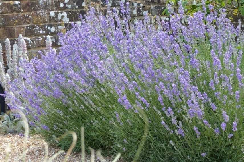 Lavandula angustifolia