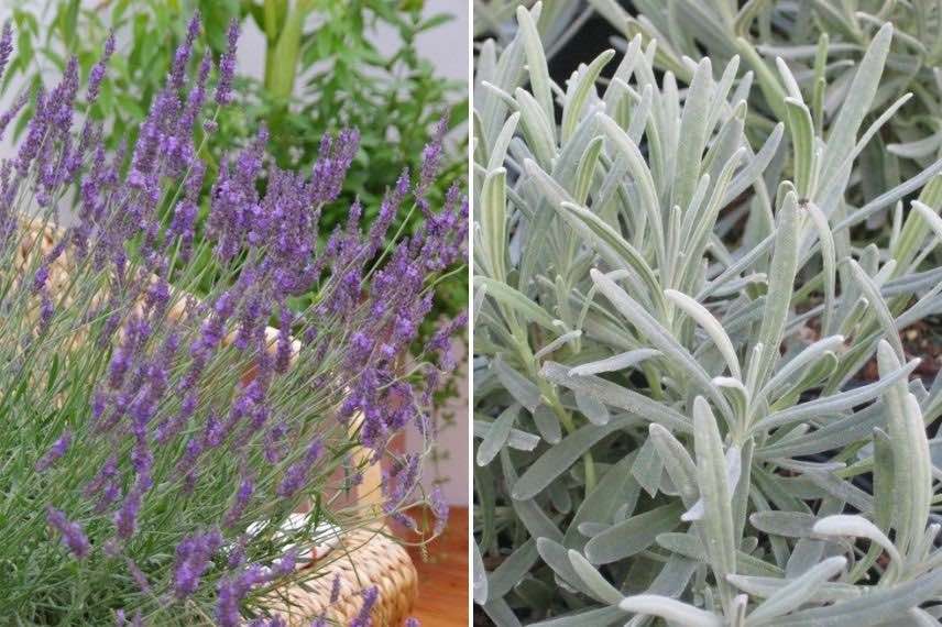 Lavandula 