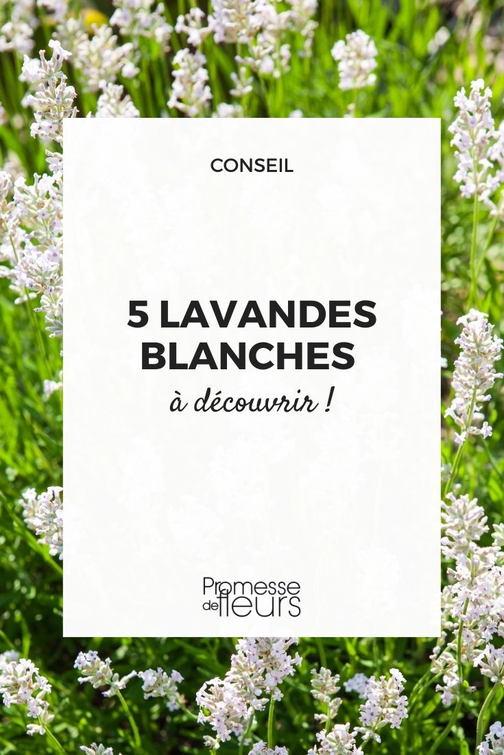 lavandula blanche