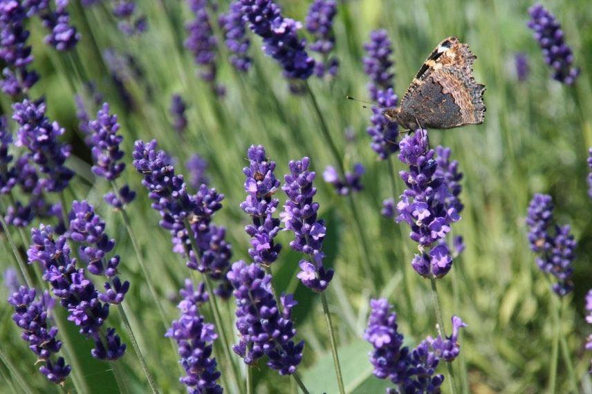 Lavande violette