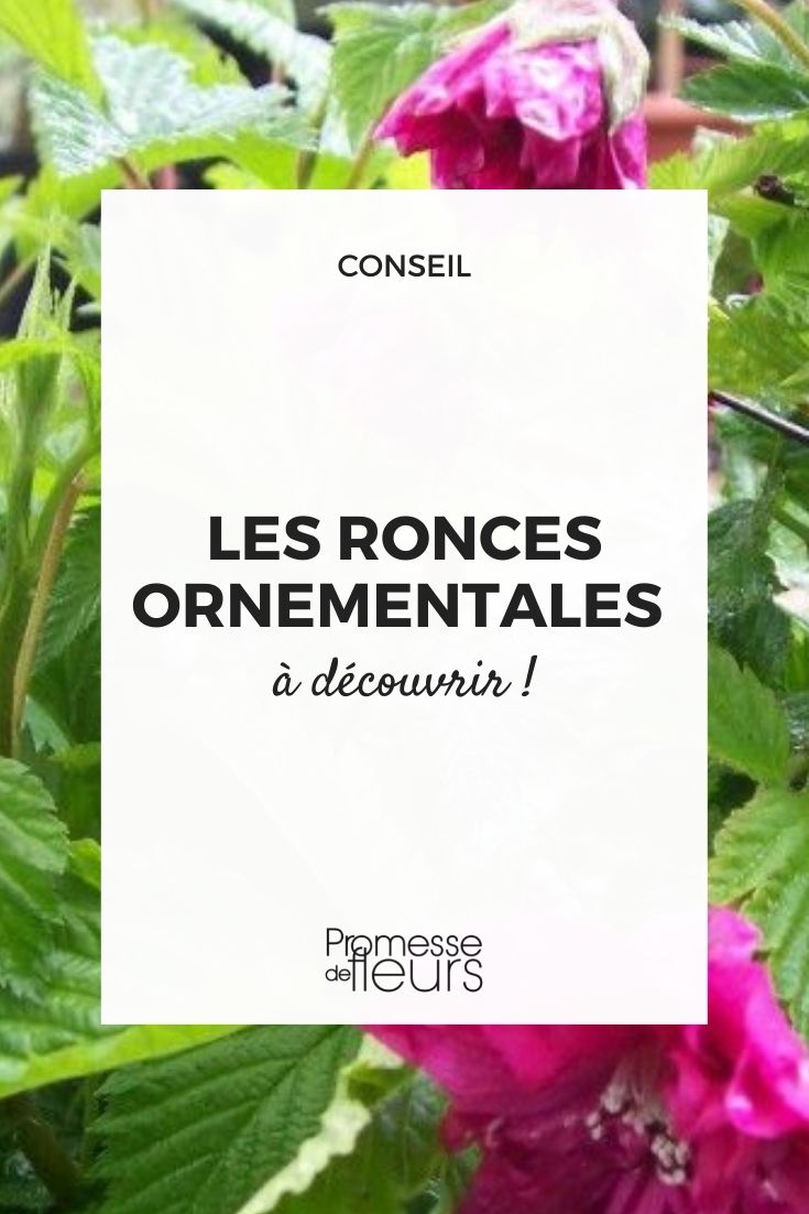 ronces ornementales rubus