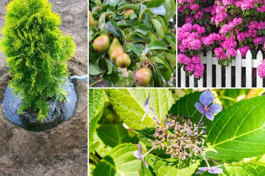 Que faire au jardin en mai