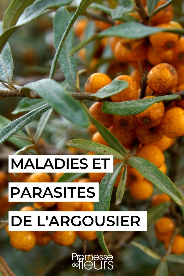 Maladies et parasites de l'argousier