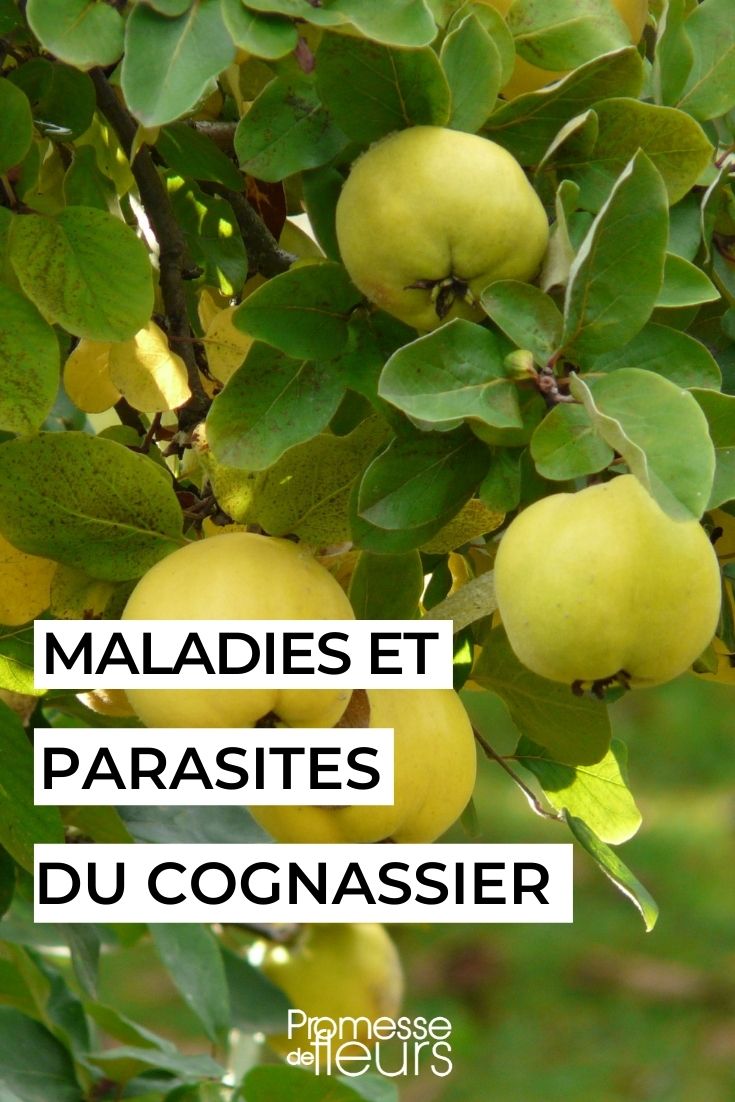 Maladies et parasites du cognassier