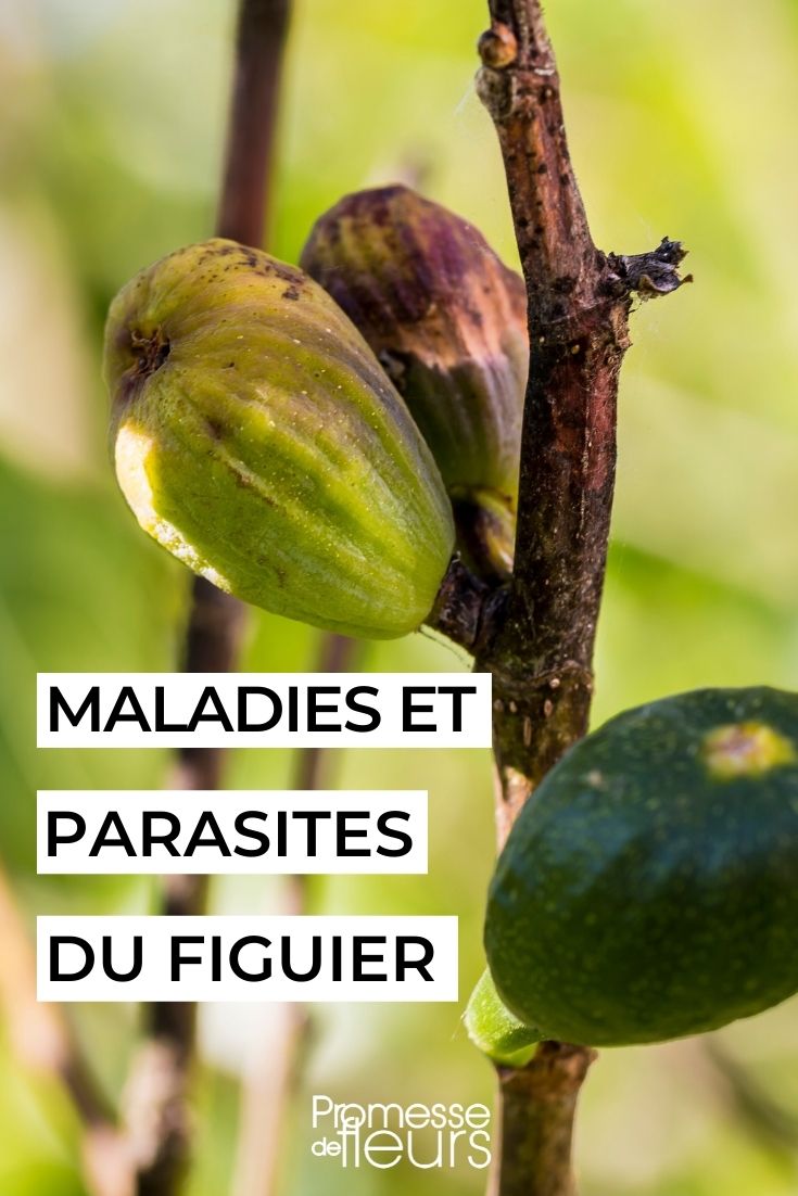 Maladies et parasites du figuier