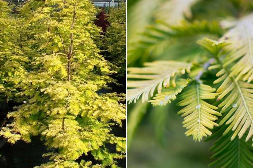 arbre pour sol lourd et humide, arbres sols lourds, arbre sol humid