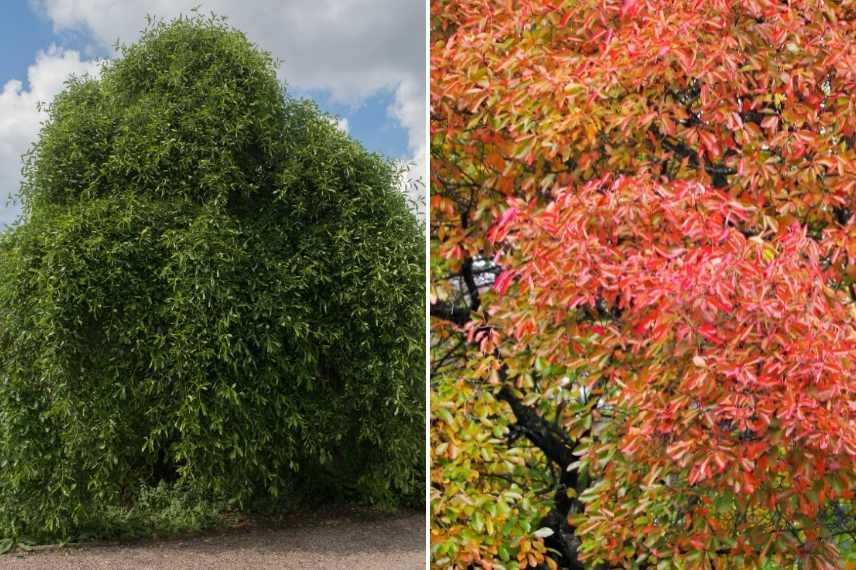 arbre pour sol lourd et humide, arbres sols lourds, arbre sol humid