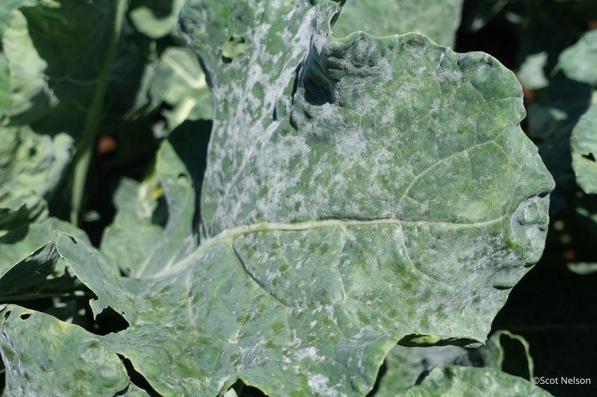 oidium sur feuille
