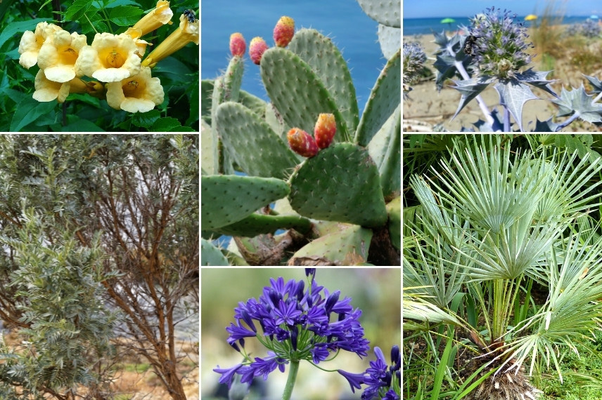 Associer les Opuntia (cactus-raquette) : dans un jardin méditerranéen