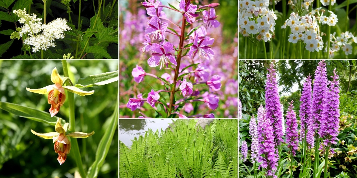 Orchidées de jardin : association en bordure de bassin