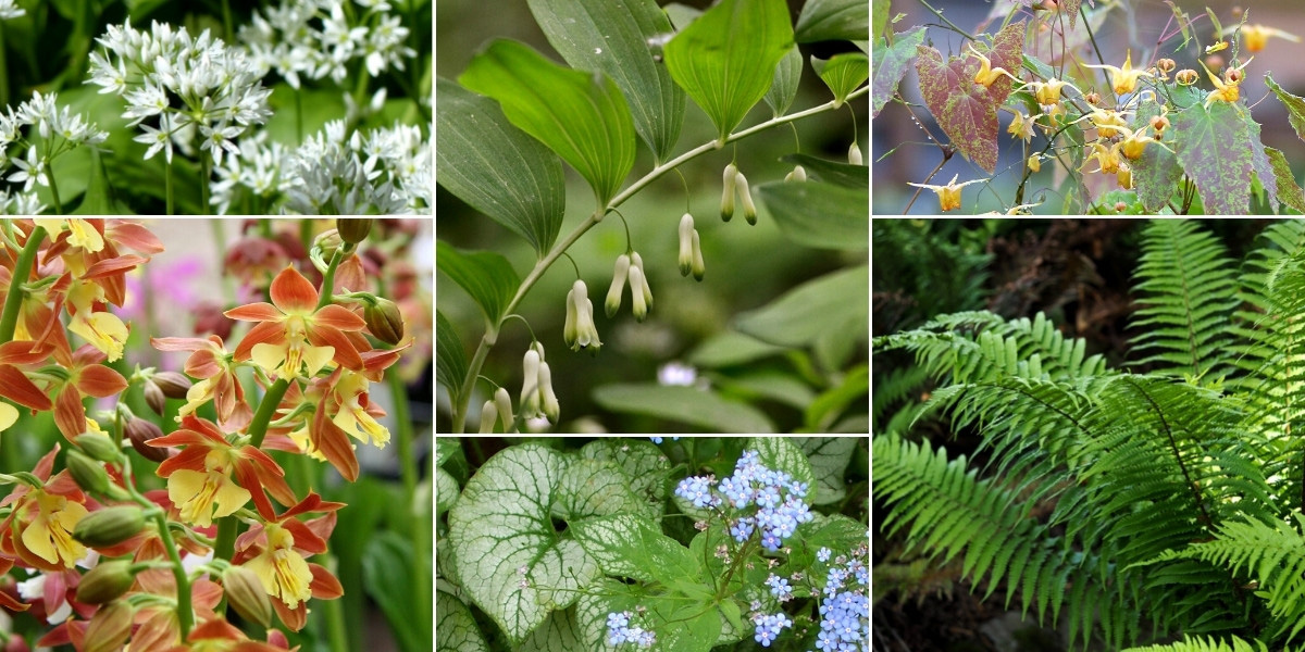 Orchidées de jardin : association dans un jardin de sous-bois