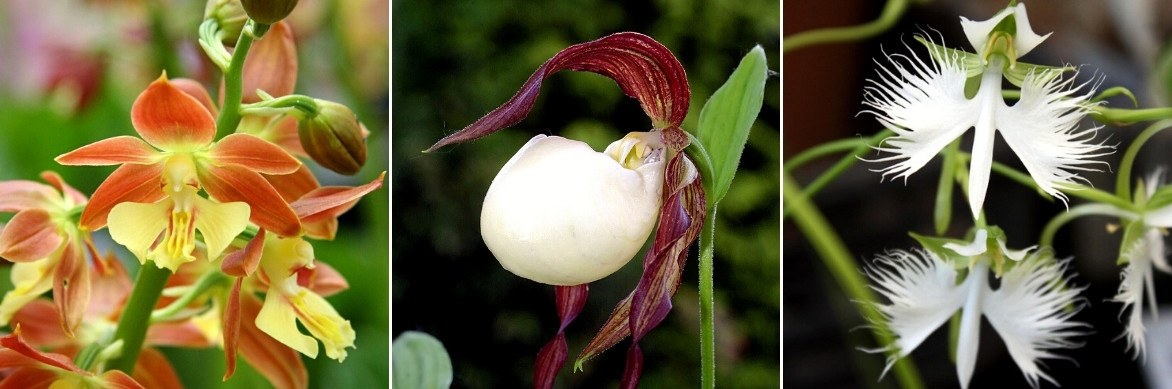 La floraison des orchidées de jardin