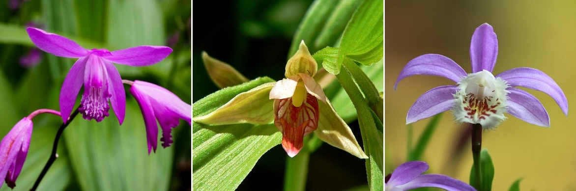 La floraison des orchidées de jardin