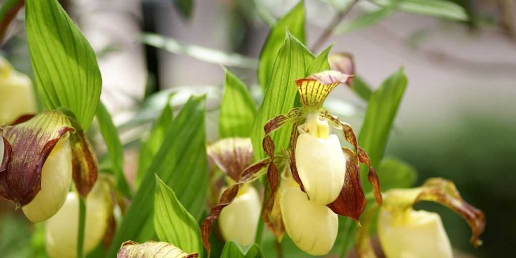 Terreau Orchidées Bio - La Bonne Graine