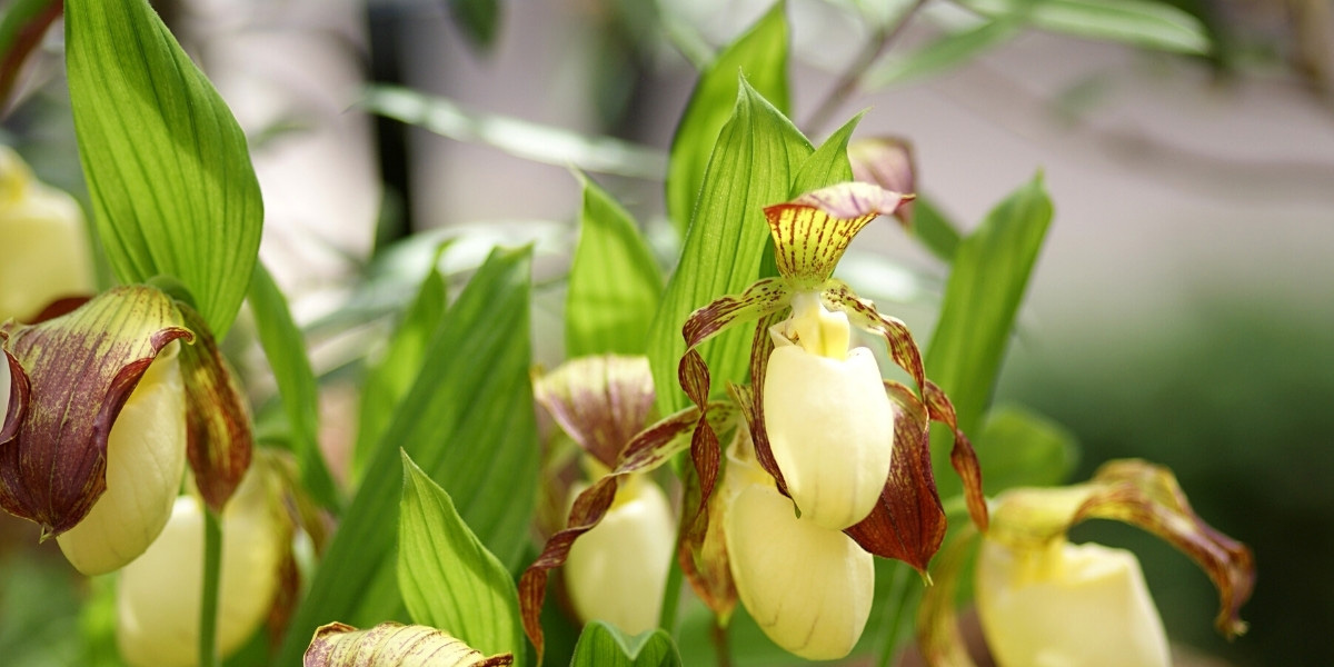 Orchidées de jardin : planter, cultiver et entretenir