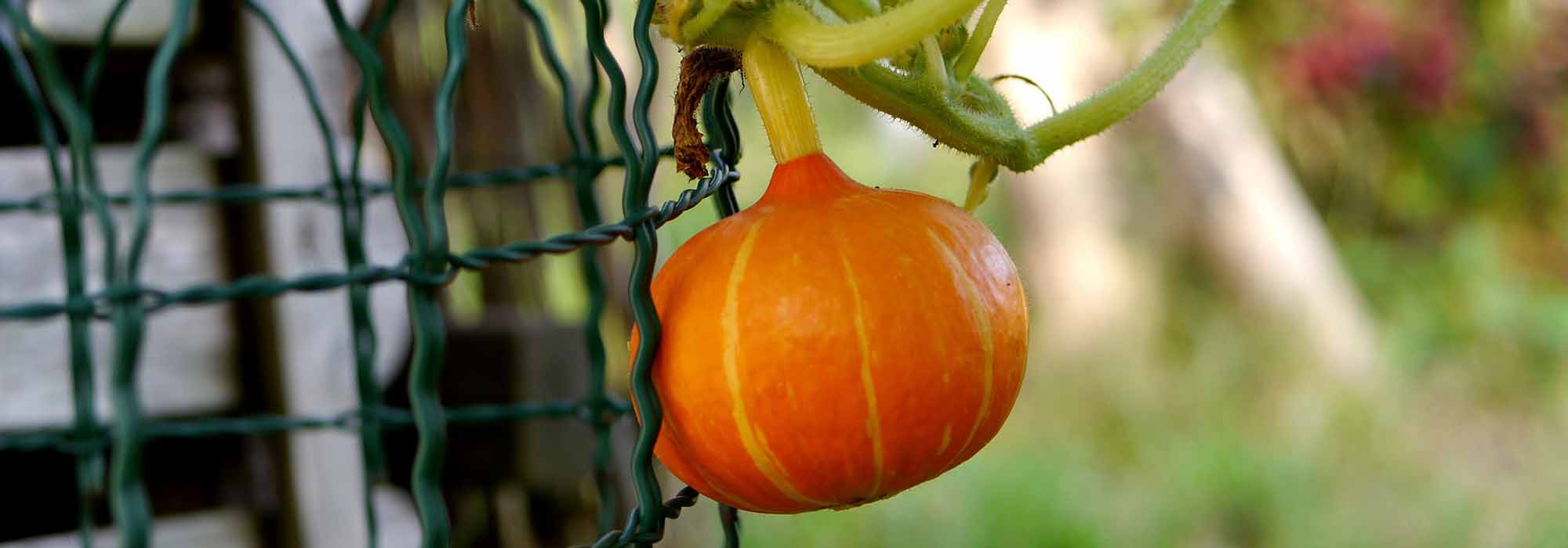 Comment palisser les courges ?