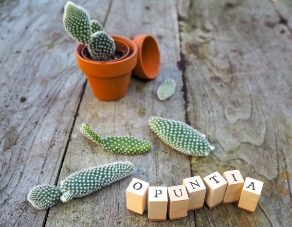 Bouturer un opuntia, le cactus raquette