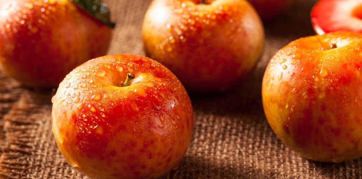 Plumcot, Pluot, abricot-prune, abricot prune