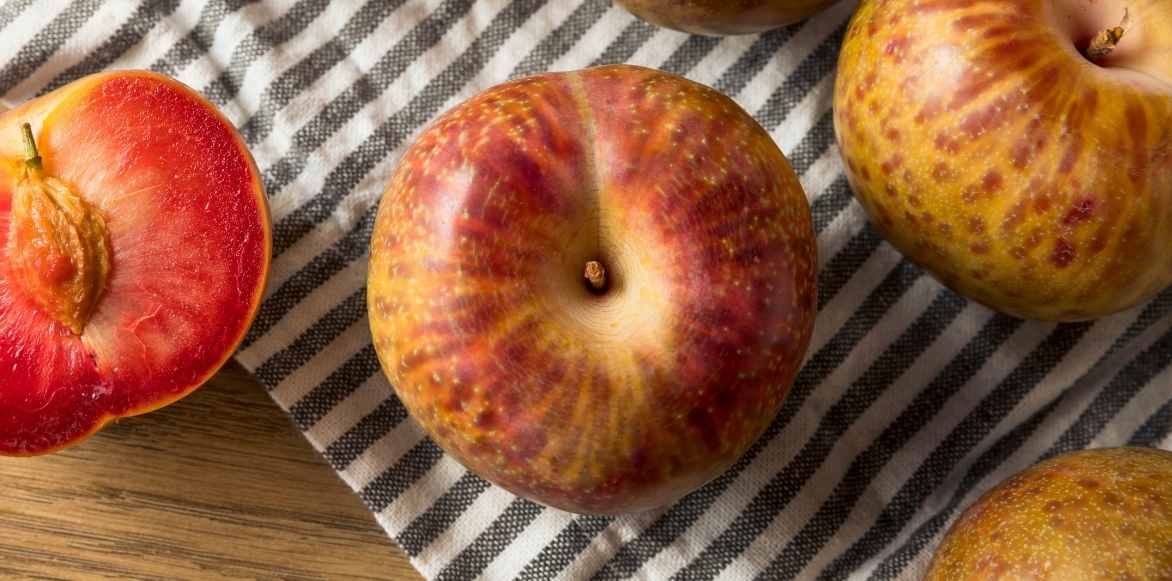 Plumcot, Pluot, abricot-prune, abricot prune