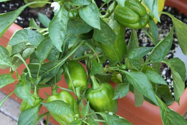 Cultiver des poivrons et des piments en pot Promesse de Fleurs