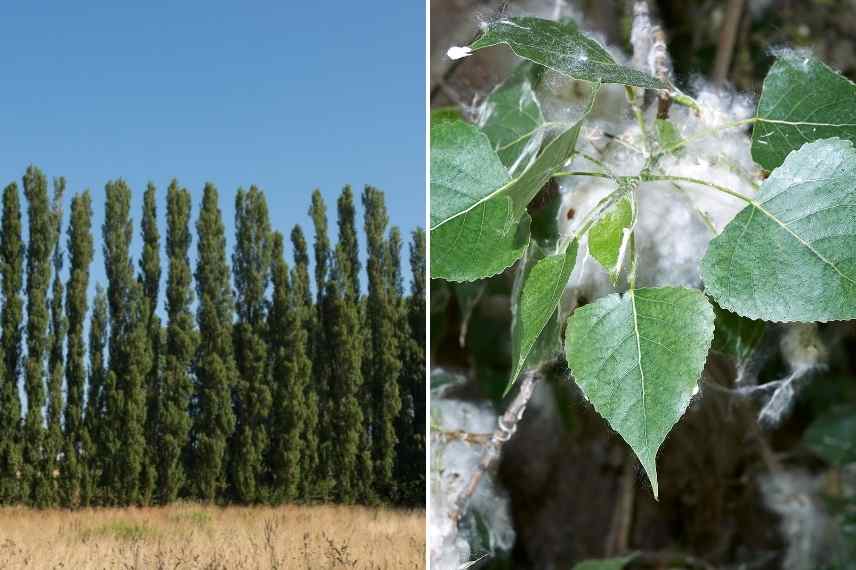 arbre pour sol lourd et humide, arbres sols lourds, arbre sol humid