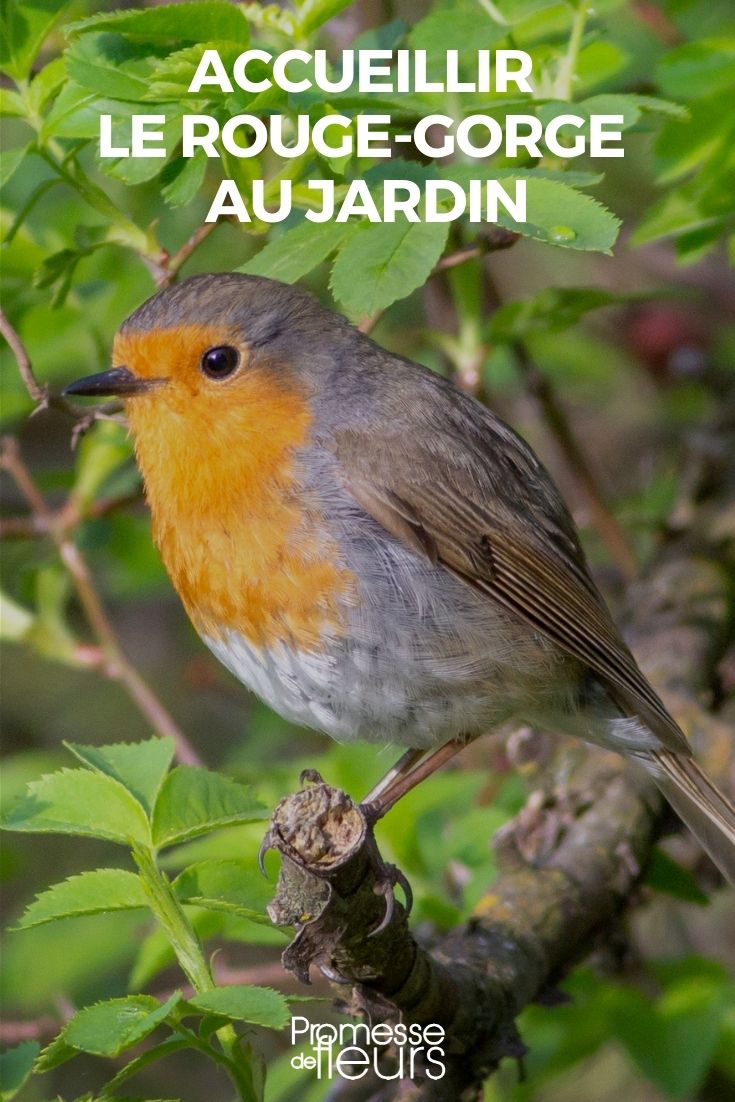 Rouge-gorge, l'oiseau ami des jardiniers