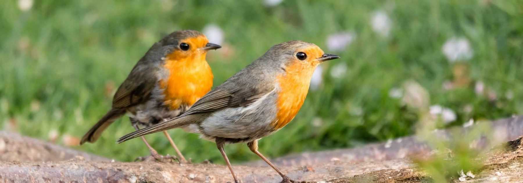 Rendre son jardin accueillant pour le Rouge-gorge