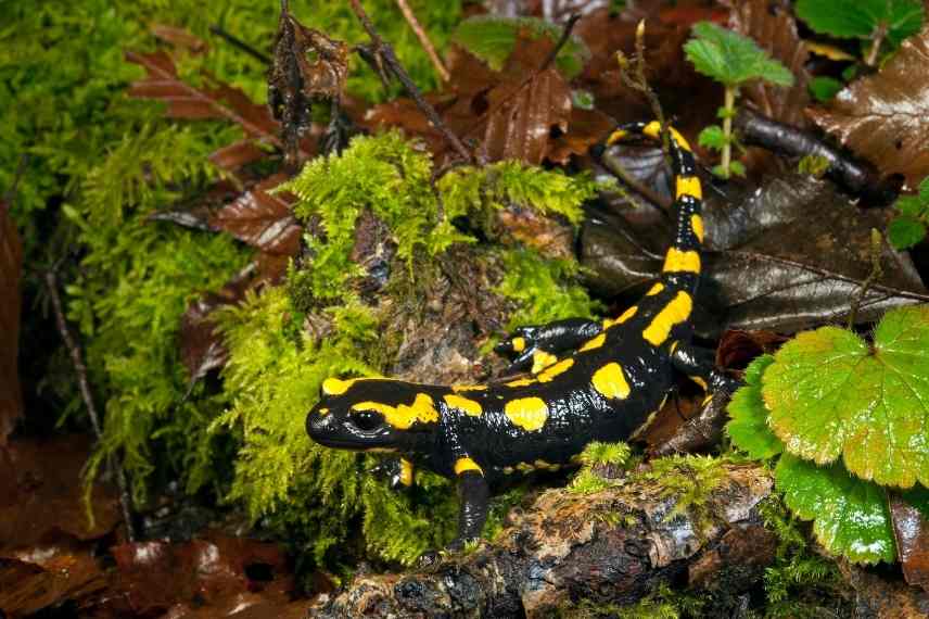 Salamandre tachetée ,salamandre commune, salamandra salamandra