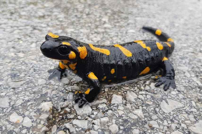 Salamandre tachetée ,salamandre commune, salamandra salamandra