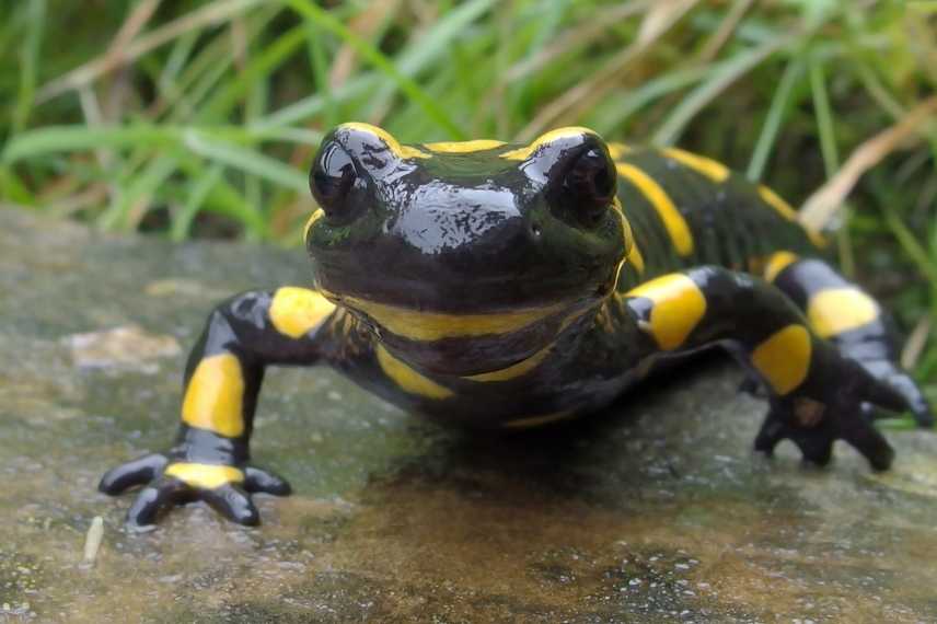 Salamandra salamandra