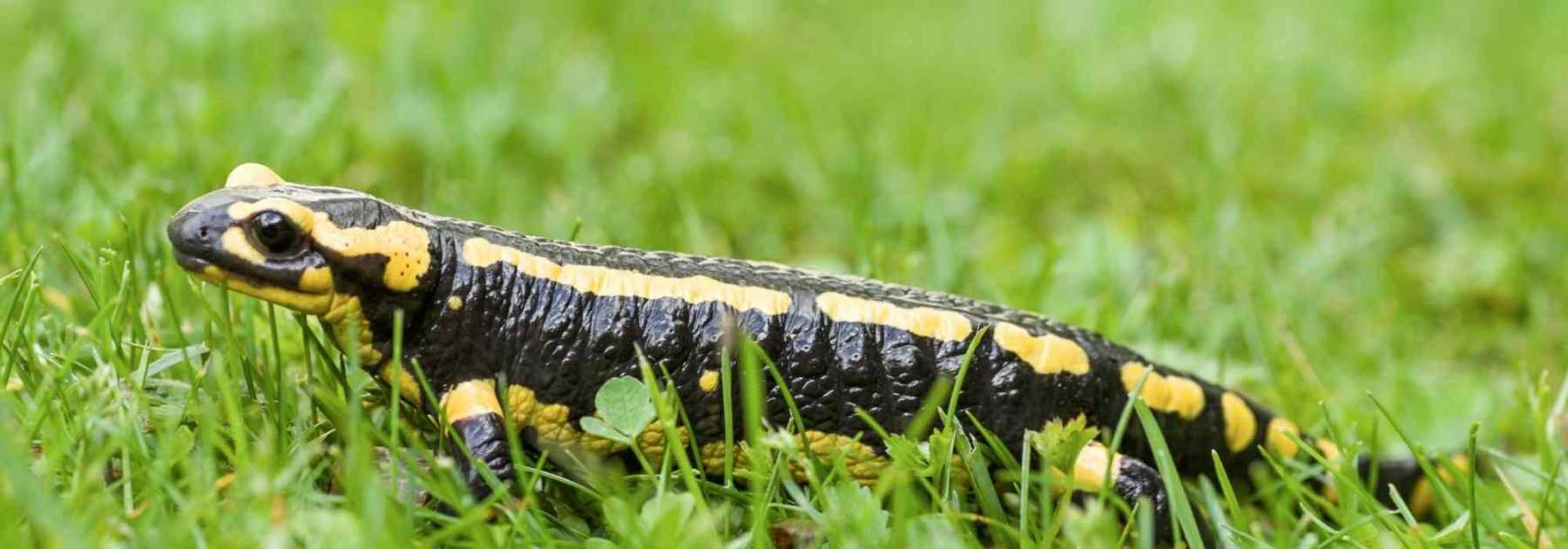 Pays d'Auray. Connaissez-vous la salamandre tachetée ?