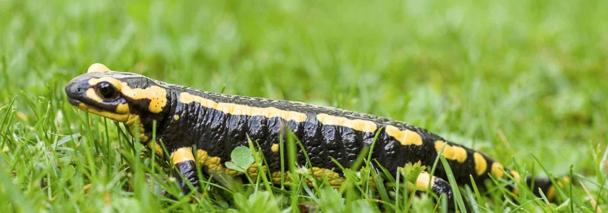 La salamandre tachetée - Promesse de Fleurs