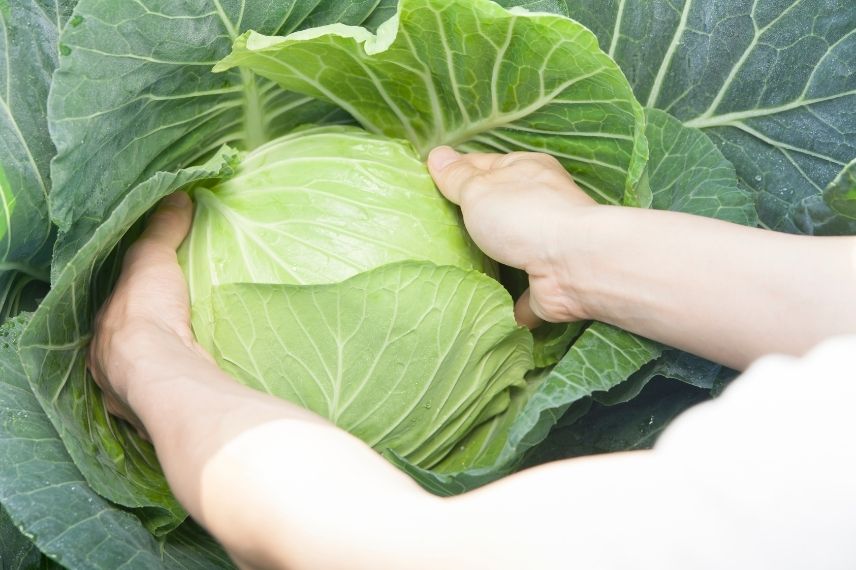 12 choux à déguster, un des légumes typiques de l'automne