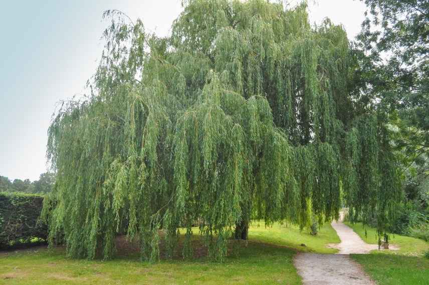 arbre pour sol lourd et humide, arbres sols lourds, arbre sol humid