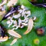 Thrips : identification et traitement naturel