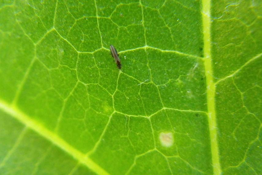 Thrips sur feuille de haricot