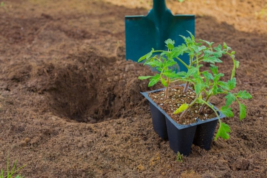 Tomates plantation 