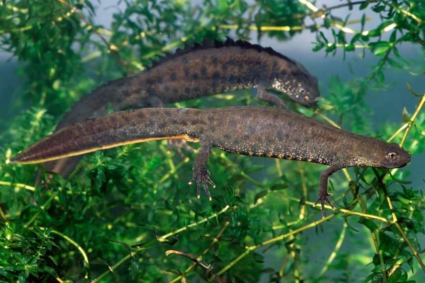 triton, Ichthy, osaura alpestris, Lissotriton vulgaris, Lissotriton helveticus, Triturus cristatus, triton marbré