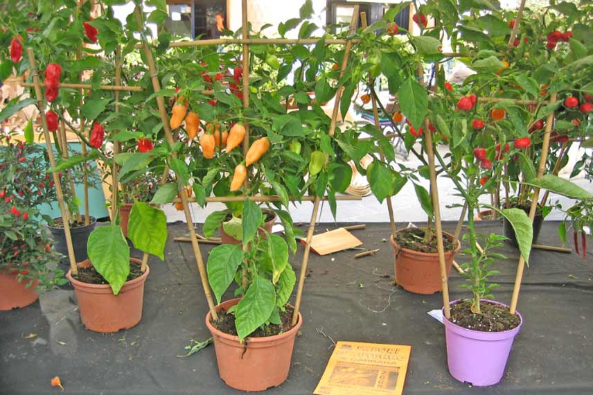 Piments en pot tuteurés