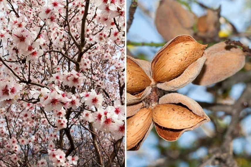 fruit à coque - amandier 