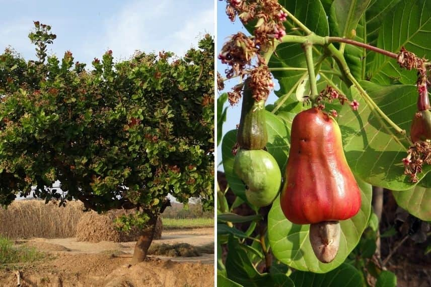 fruit à coque -anacardier 