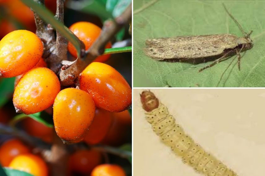 maladies et parasites argousier Hippophae rhamnoides