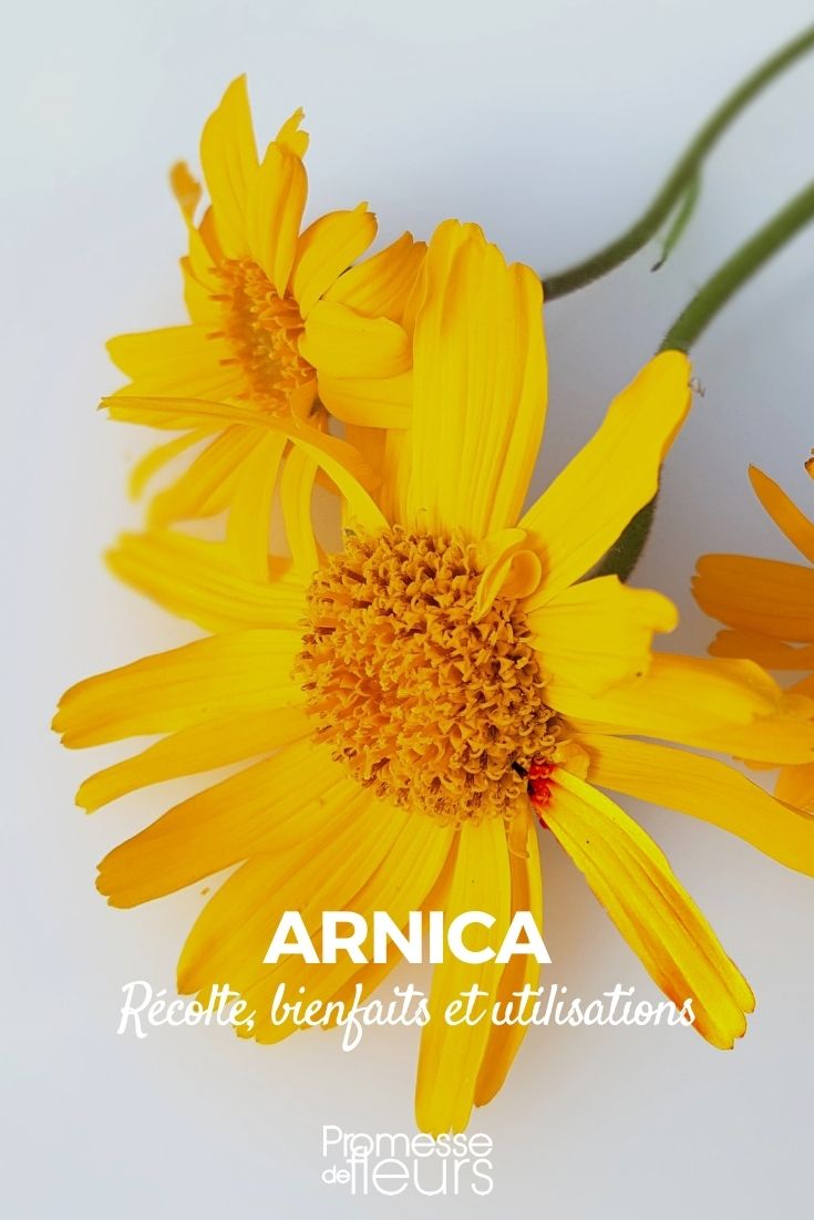 Arnica : récolte, bienfaits et utilisations - Promesse de Fleurs