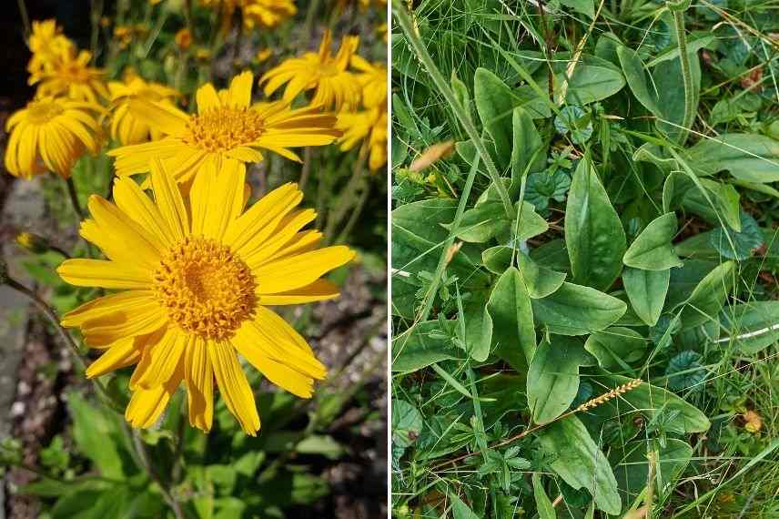 arnica description botanique