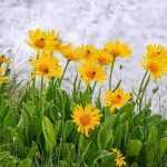 Arnica : récolte, bienfaits et utilisations