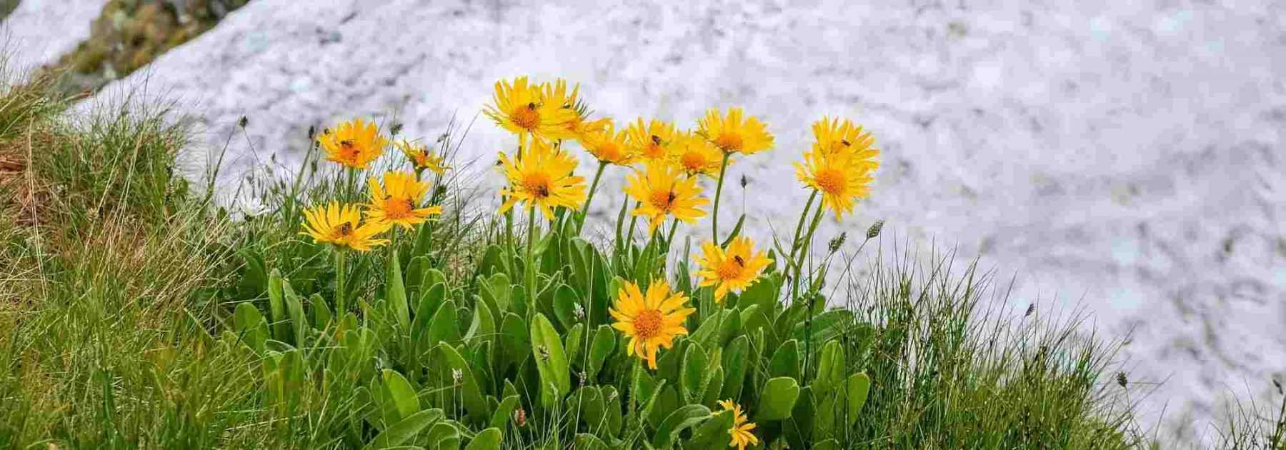 Arnica : récolte, bienfaits et utilisations