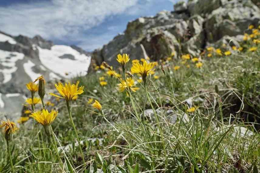 L'arnica des montagnes, entre culture et cueillette - Jardins de