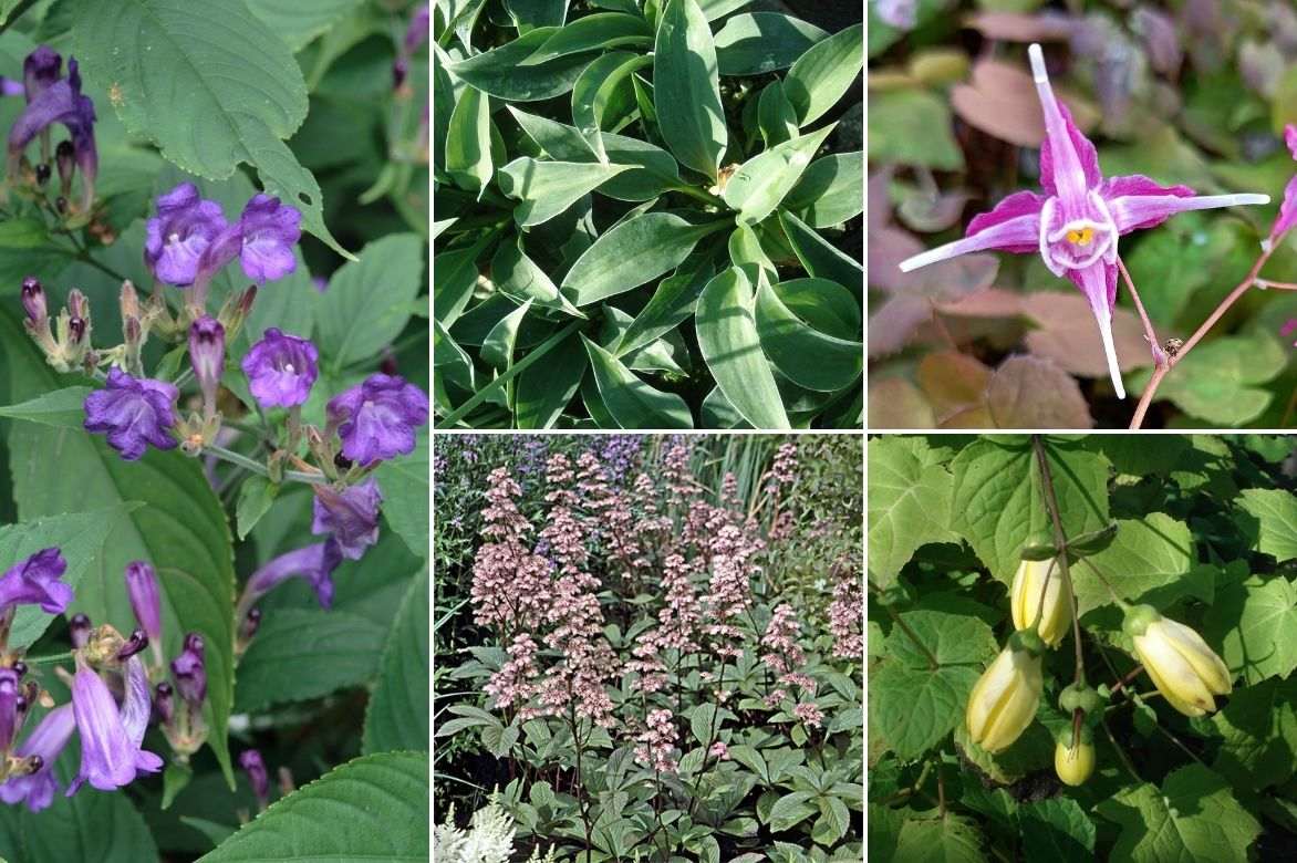 association strobilanthes